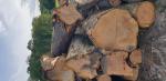 Kersenboom Zaagrondhout | Hardhout | Rondhout | 19th-Wood s.r.o.