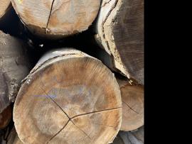 Beuk Fineerrondhout |  Hardhout | Rondhout | SF WOOD, s. r. o.