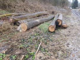 Eik Zaagrondhout | Hardhout | Rondhout | Bartoš Gašpar - Biofire
