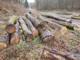 Eik Zaagrondhout |  Hardhout | Rondhout | Bartoš Gašpar - Biofire