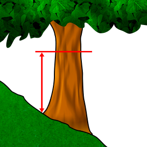 Meten - Diameter op borsthoogte (DBH) #3